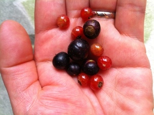 IMG_1354.JPGのサムネール画像