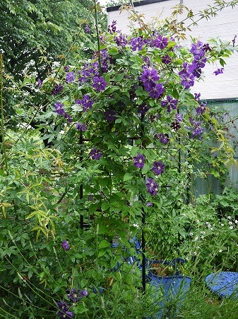 エトワール バイオレット Mugcup バラとクレマチスの小さな庭